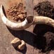 biodynamic.jpg