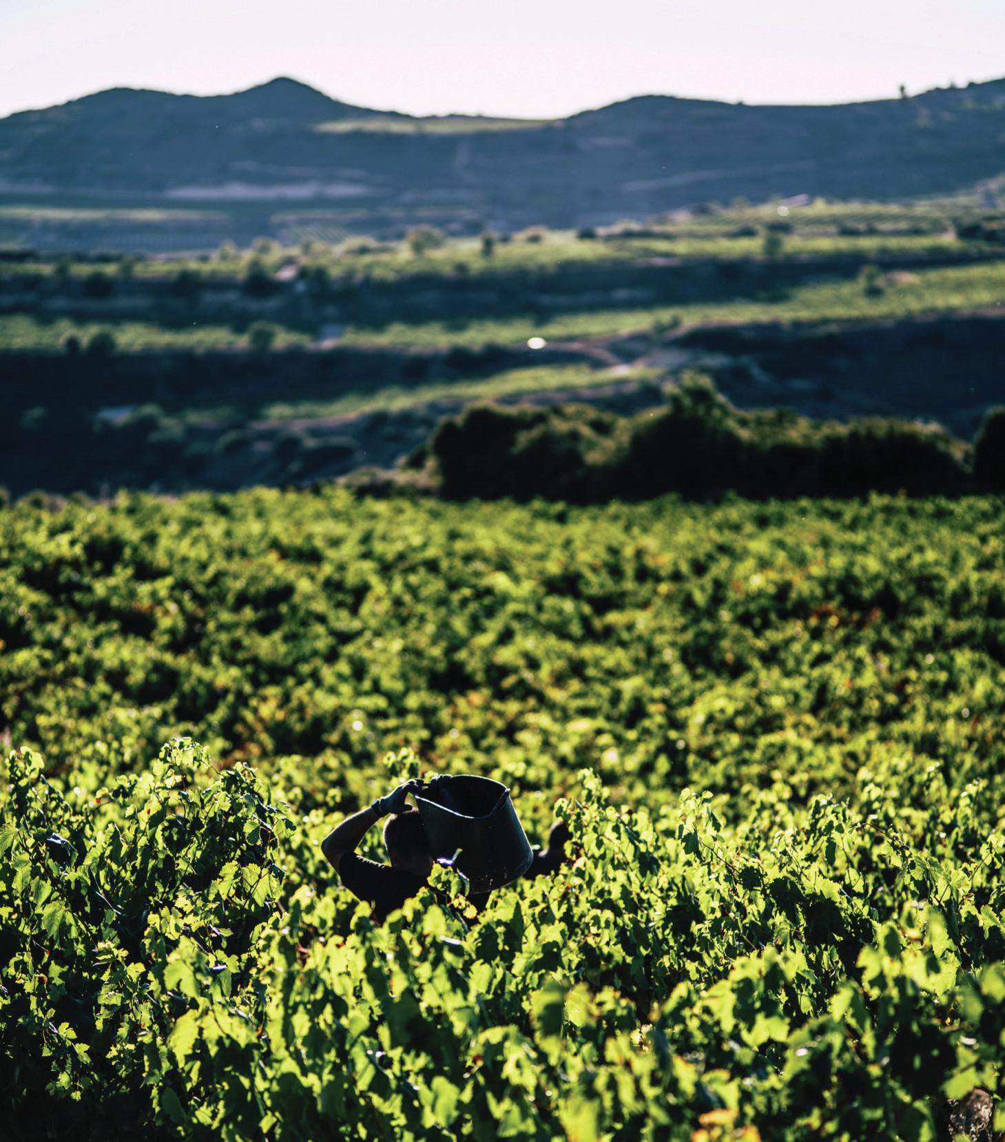 Does the Vino de Autor category in Rioja need pinning down?