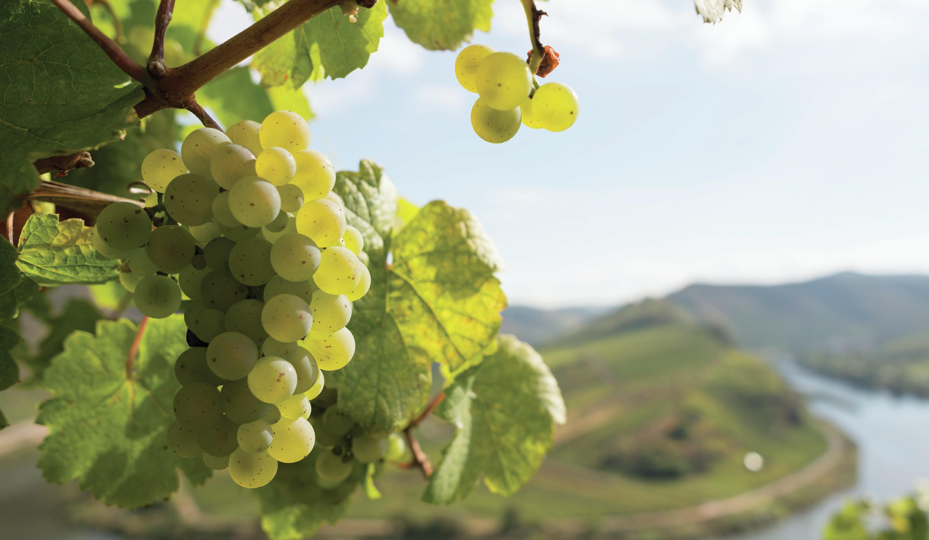 Grapes: the medal-winning wines from the Global Riesling Masters