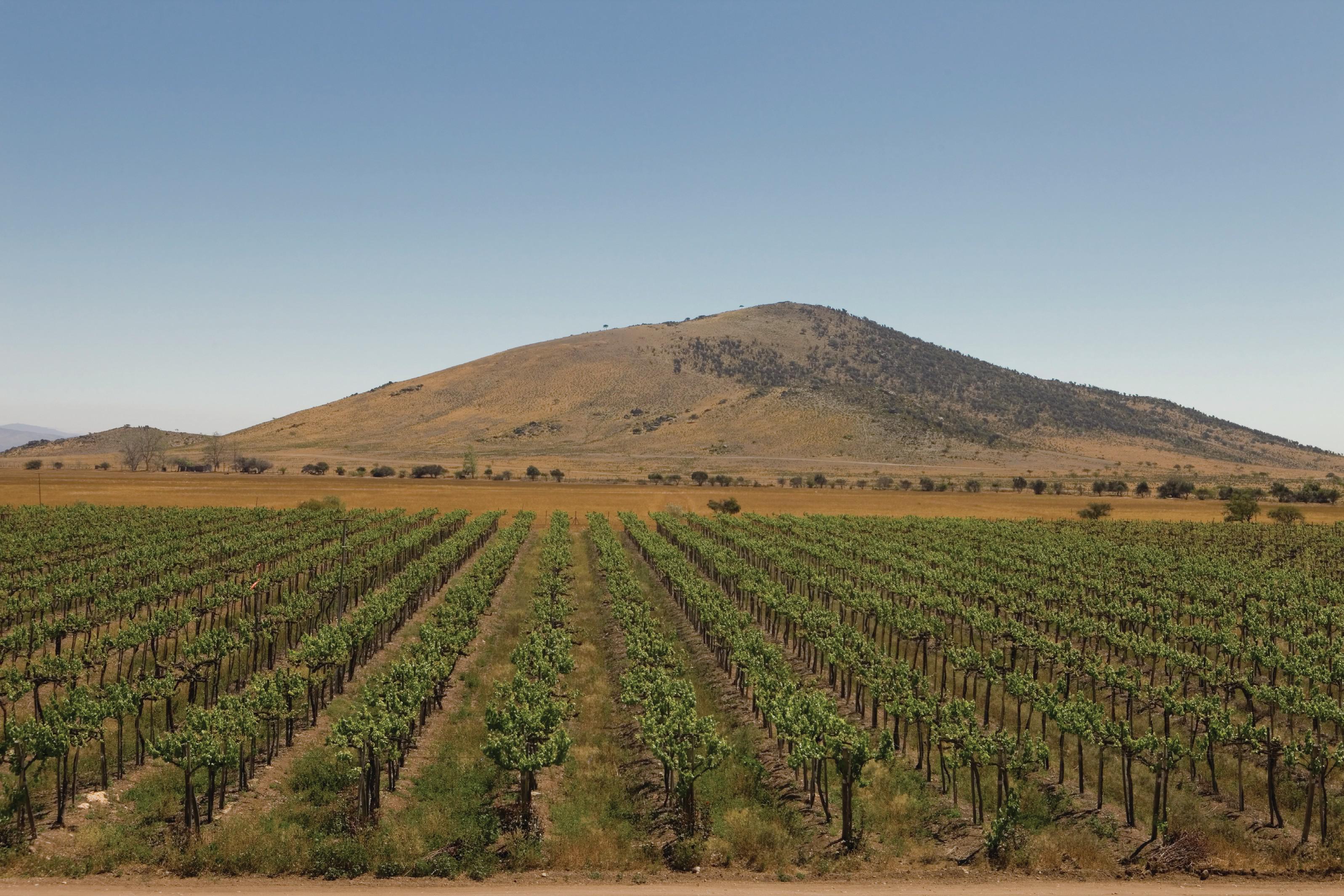 Blaze of Glory: Chile winemakers rise above fire damage