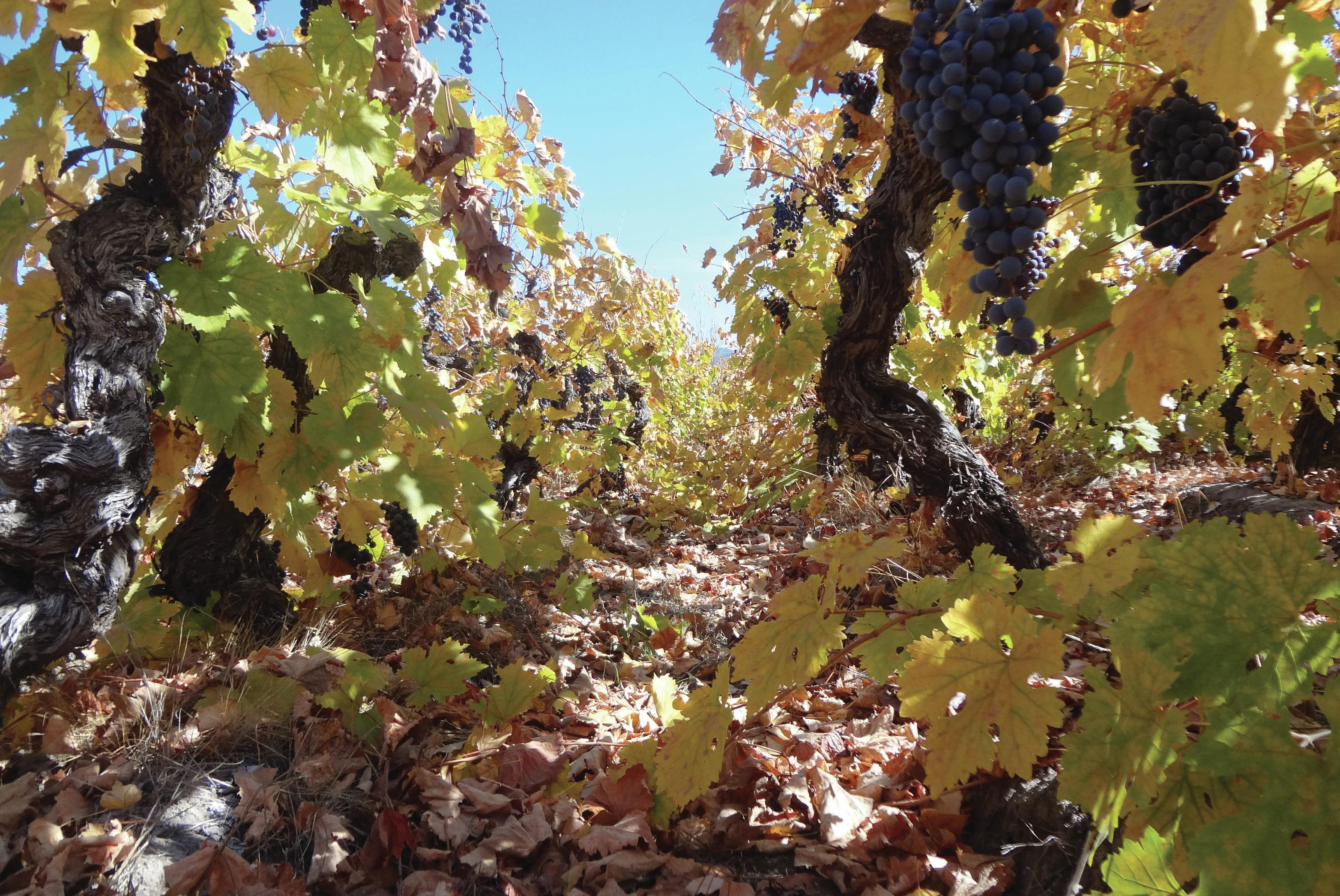 Blaze of Glory: Chile's winemakers rise above fire damage