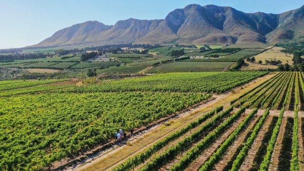 New Hemel-en-Aarde vineyard seeks investors