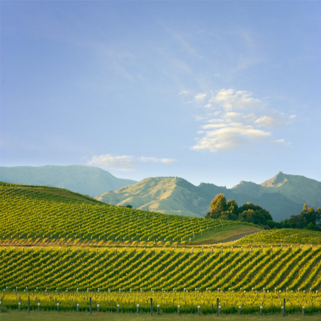 Improved 2022 harvest could help restore depleted New Zealand wine stocks