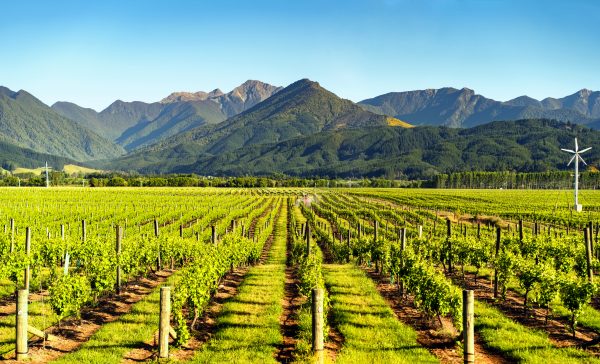 NZ wine delivers strong performance in UK off-trade