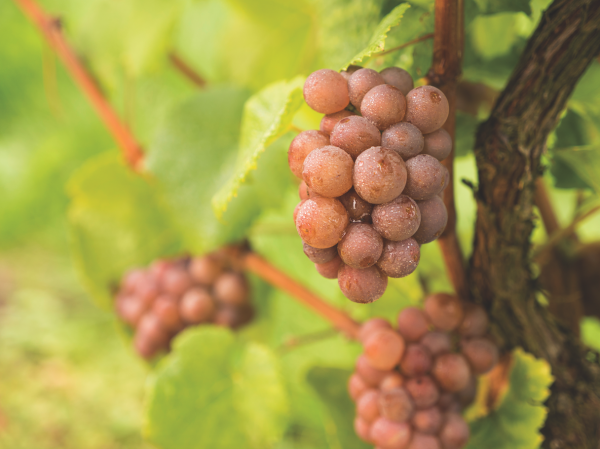 Top 10 best Pinot Grigios of 2021