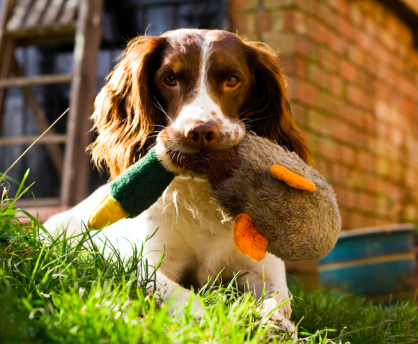 Supreme Court declines to hear Jack Daniel’s dog toy trademark case