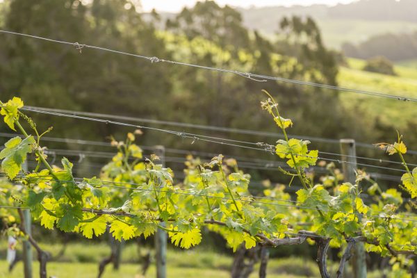 Vineyard operator dies after tractor incident in Central Otago