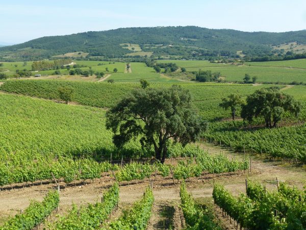 DOC Maremma to introduce ‘bivarietal’ labelling