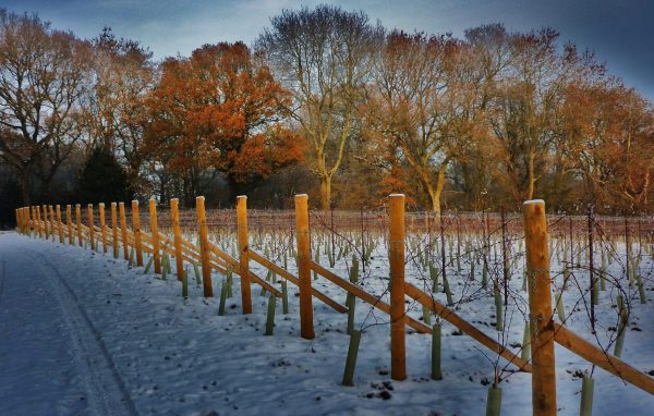 An English vineyard diary: February 2021