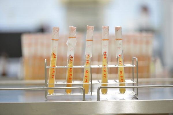 Sake special: Sake and its relationship with yeast