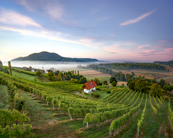 Austria reflects on ‘challenging yet rewarding’ 2020 vintage