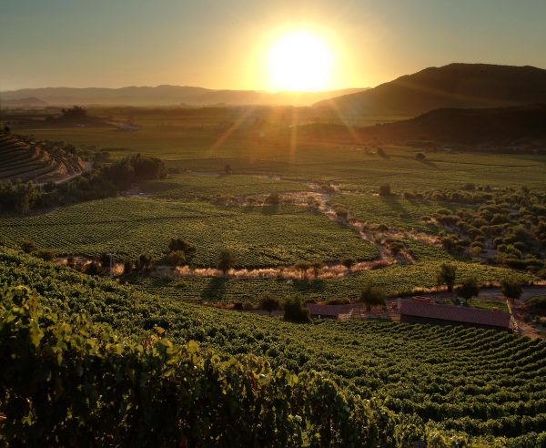 Ventisquero appoints North South Wines as UK distributor