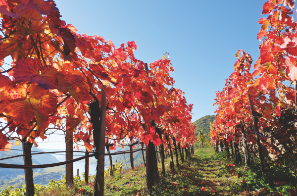 Austrian wine exports increase despite pandemic