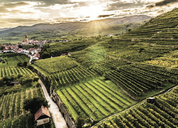 Seven reasons to drink Austrian wine