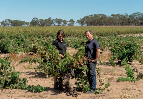 Accolade acquires Barossa-based Rolf Binder Wines