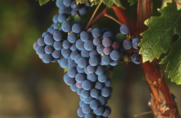 The monocépage wines of Bordeaux: Part III – Cabernet Franc