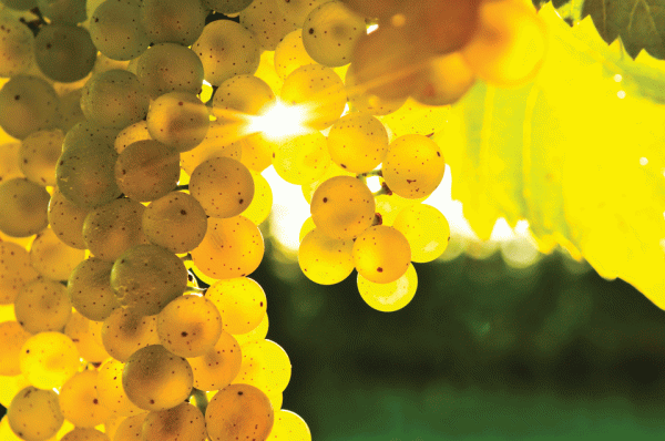 Jackson Family Wines to plant Chardonnay in Chianti