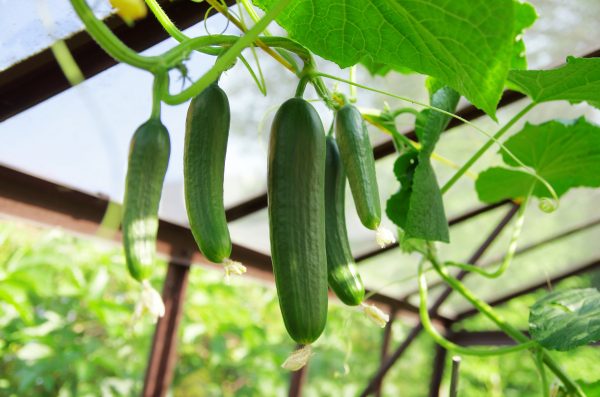Hendrick’s challenges drinks trade to grow their own cucumbers