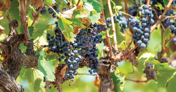 How to get Grenache noticed by the consumer