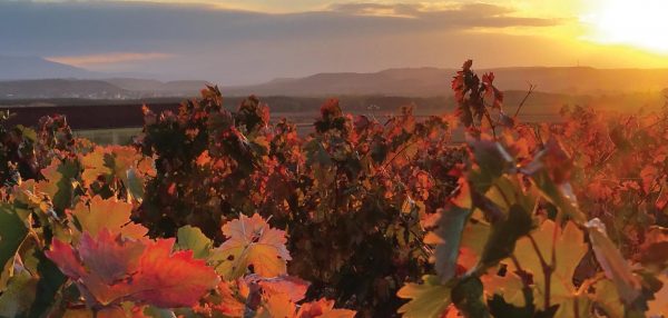 Tempranillo: the radical cultivar