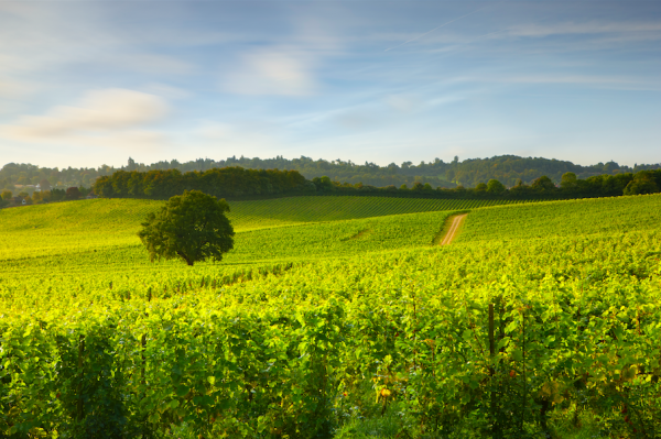 db launches The English and Welsh Wine Masters