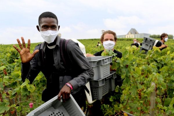 Refugees are helping French wineries fill labour shortages