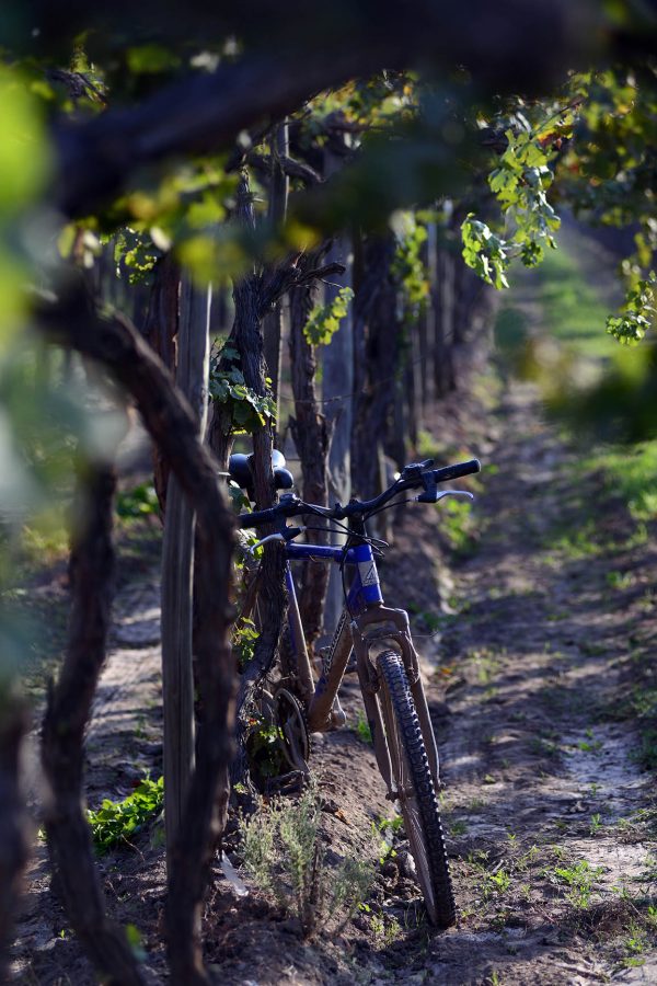 Chilean winery MontGras undertakes ‘strategic redefinition’