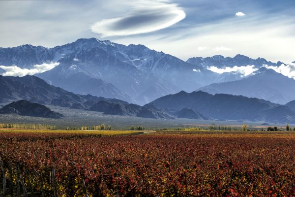 Wines of Argentina launches new innovation programme