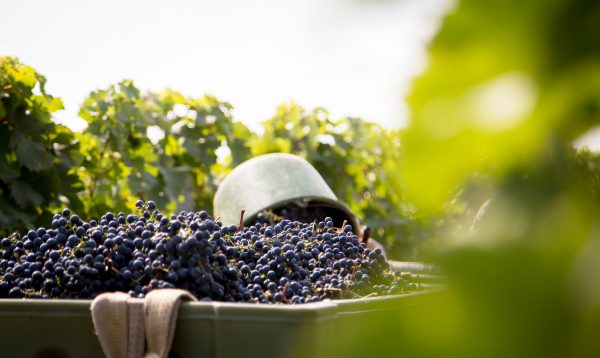 Six ways to be a more eco-friendly drinks producer