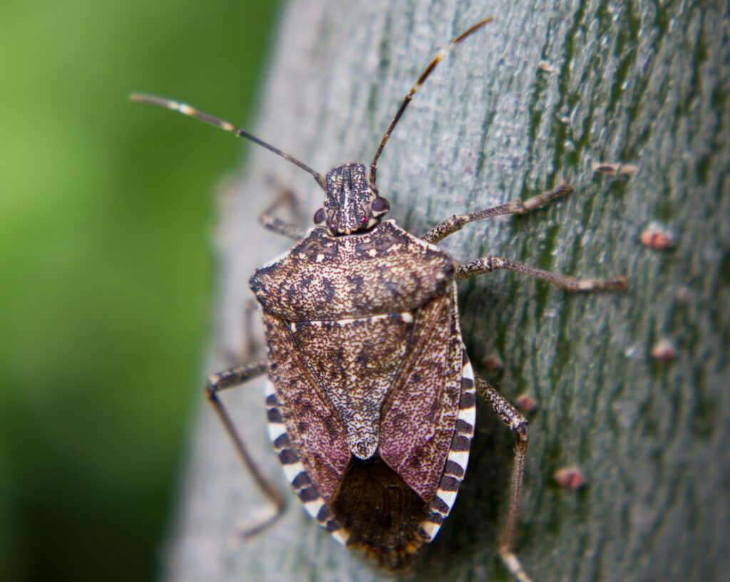 A close up of a stink bug