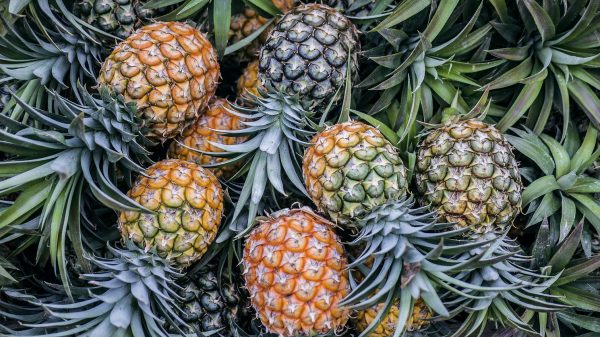 Taiwanese politician proposes a pineapples for Penfolds exchange