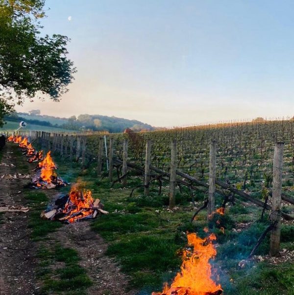 An English vineyard diary: April 2021