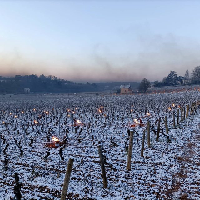 Frost in Burgundy