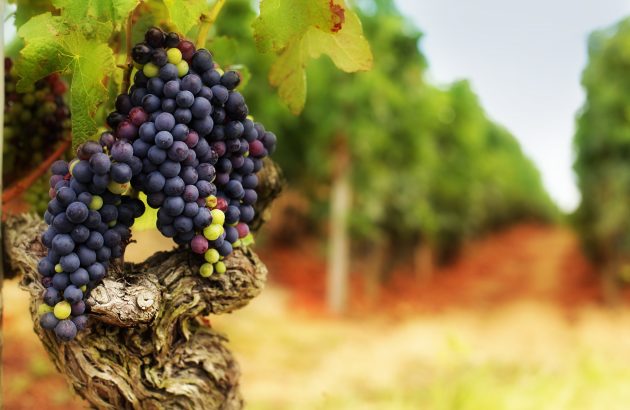 The future looks bright for Syrah