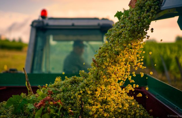 Errazuriz Wine Photographer of the Year captures beauty of harvest with winning shot