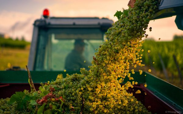 Errazuriz Wine Photographer of the Year captures beauty of harvest with winning shot
