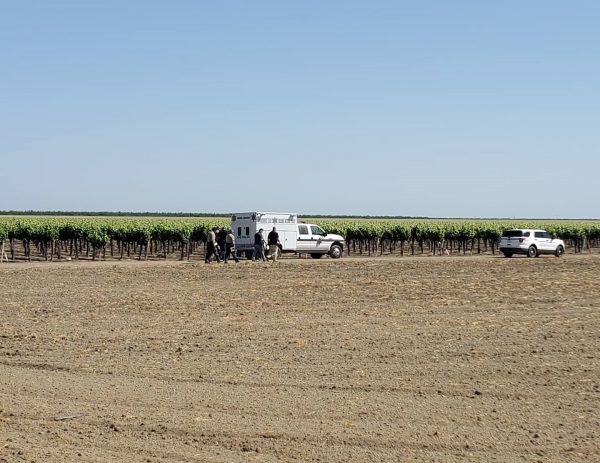 One killed and two wounded in shooting at California vineyard