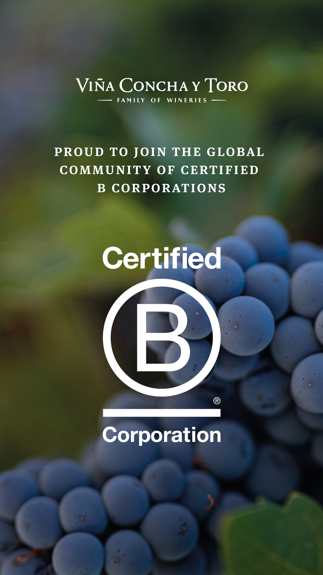 Vi a Concha Y Toro Gains B Corp Certification The Drinks Business