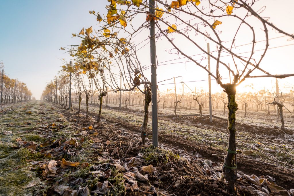 Vineyard frosts: aid for french winemakers