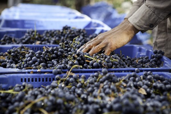 Summer sipping: Argentina’s Great Criolla Grape Revival