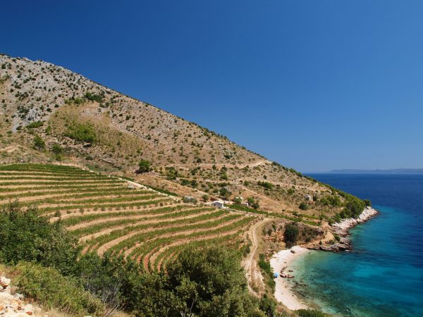 New Croatian wine importer launches in the UK