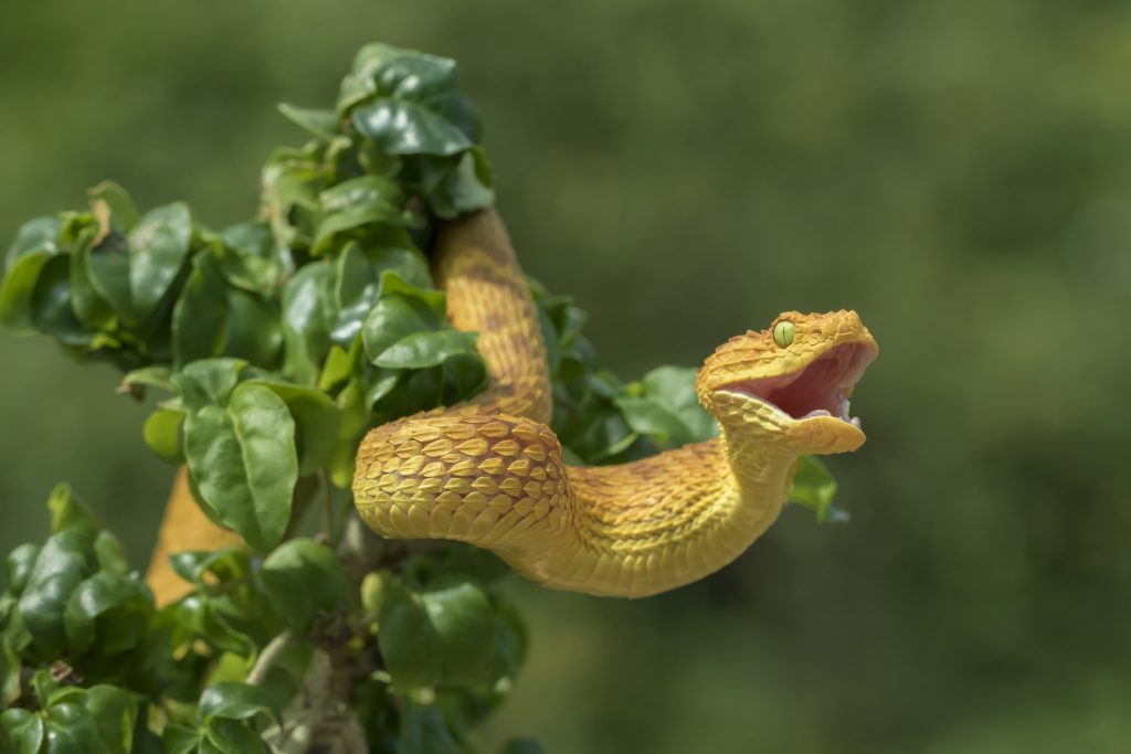Snake in bag of Aldi lettuce: a venomous snake shows aggression