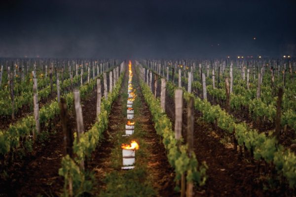Kicking up a storm: the impact of natural disasters on wine production