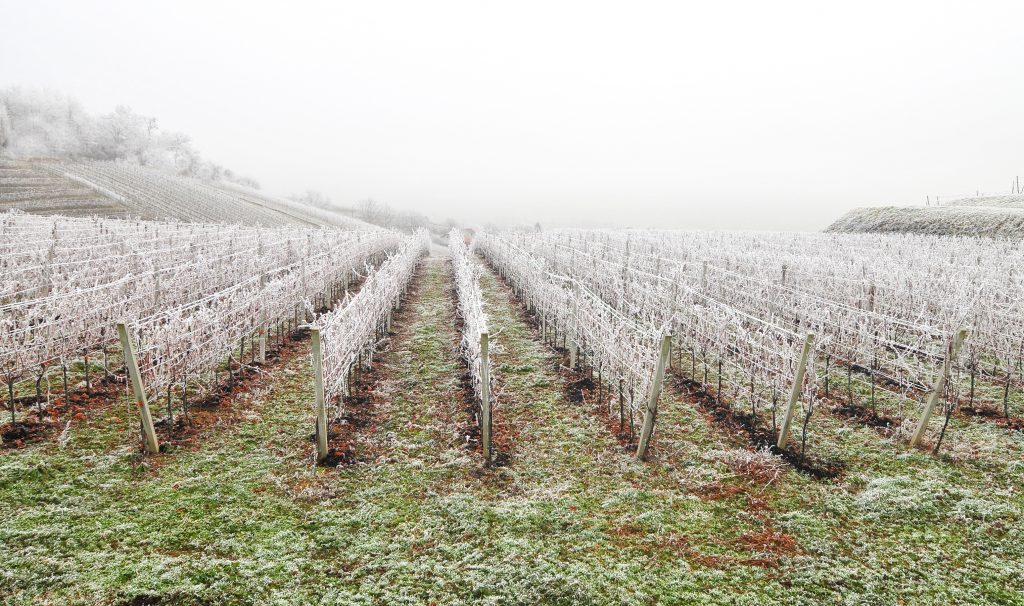 France's wine output this year: spring frosts