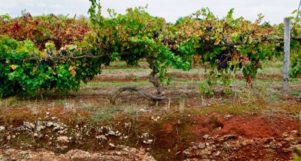 Gorman-McAdams: ‘We shouldn’t be talking about Australian Cabernet anymore’