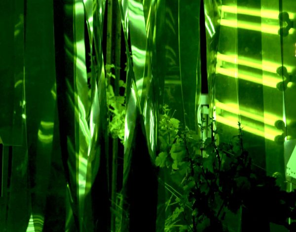 UV robot wages war on vineyard threat