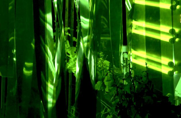 UV robot wages war on vineyard threat