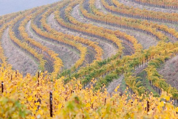db recommends: Washington State Wine Tasting