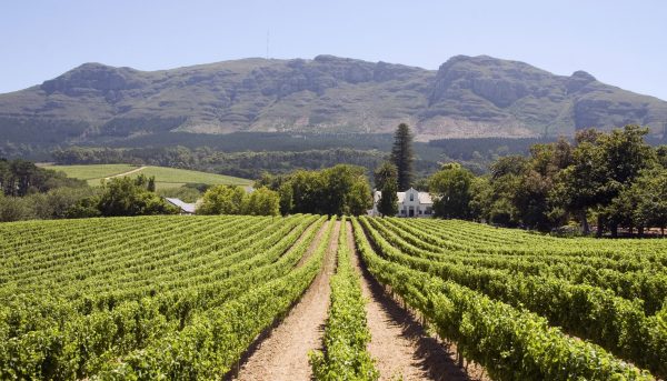 South Africa welcomes ‘exceptional’ wine harvest (and it’s a whopper)