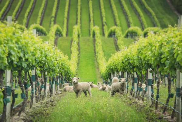 Marlborough predicts Sauvignon Blanc shortage
